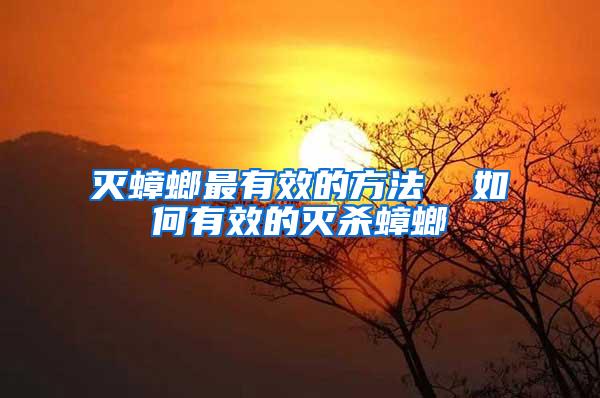 滅蟑螂最有效的方法 如何有效的滅殺蟑螂