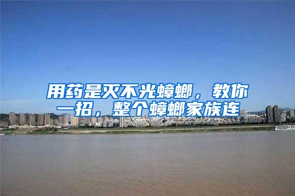 用藥是滅不光蟑螂，教你一招，整個蟑螂家族連