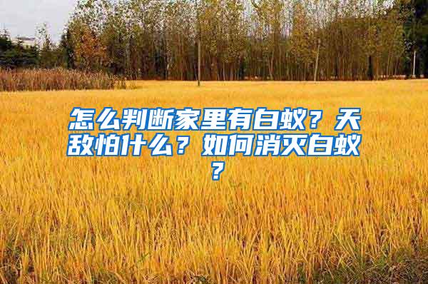 怎么判斷家里有白蟻？天敵怕什么？如何消滅白蟻？