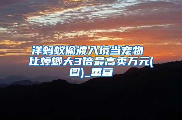 洋螞蟻偷渡入境當(dāng)寵物 比蟑螂大3倍最高賣萬(wàn)元(圖)_重復(fù)