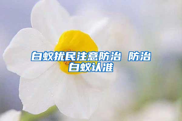 白蟻擾民注意防治 防治白蟻認準(zhǔn)