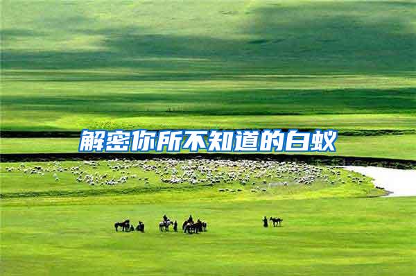 解密你所不知道的白蟻