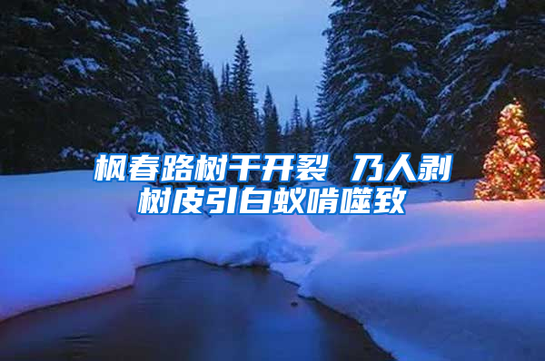 楓春路樹(shù)干開(kāi)裂 乃人剝樹(shù)皮引白蟻啃噬致