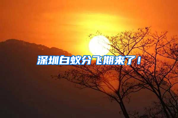 深圳白蟻分飛期來了！